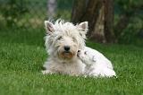 WESTIE 497